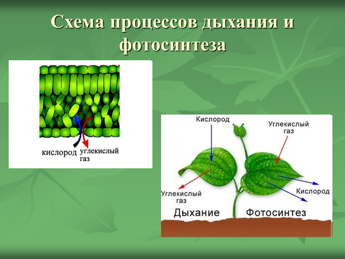 Утверждения о процессе дыхания растений. Фотосинтез и дыхание растений 6 класс. Процесс дыхания растений. Схема процесса дыхания растения. Схема фотосинтеза у растений.