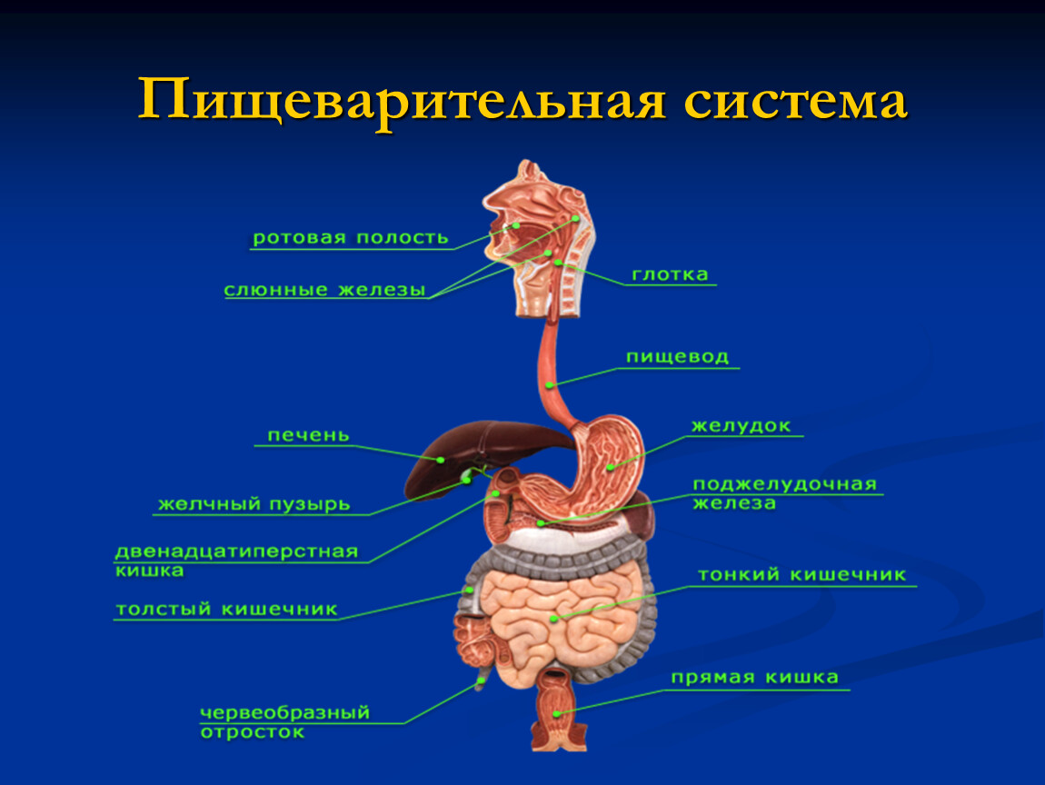 Глотка пищевод желудок двенадцатиперстная кишка