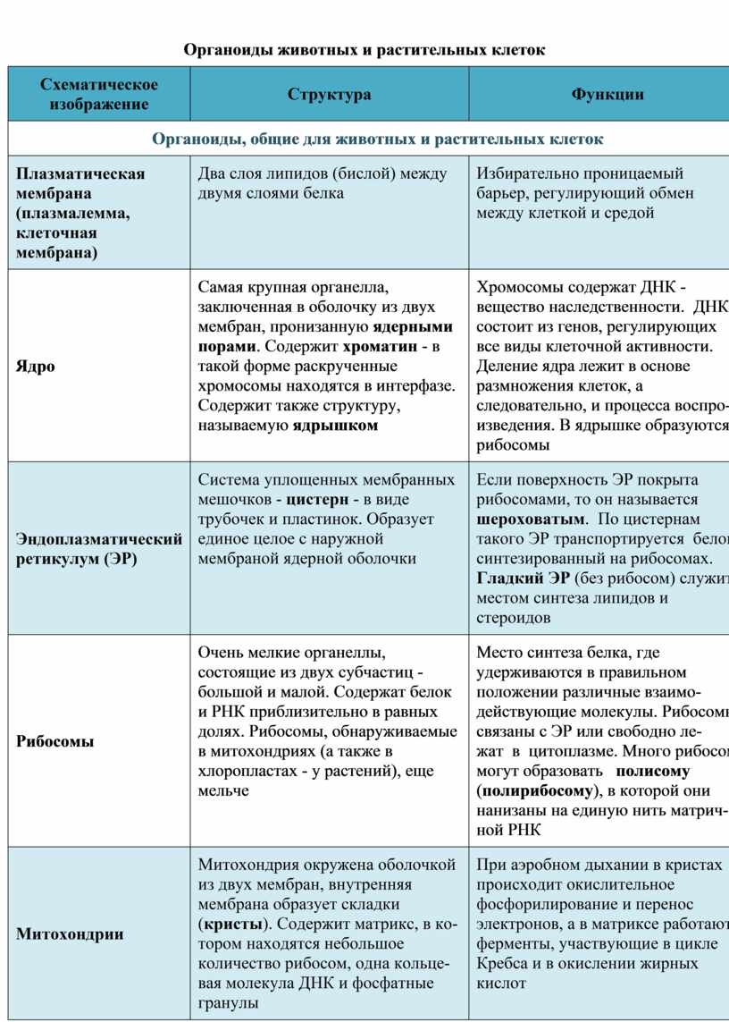 Название органоиды функции особенности строения. Строение органоидов растительной клетки таблица. Функции органоидов растительной клетки таблица. Строение и функции органоидов растительной клетки таблица. Строение органелл растительной клетки таблица.