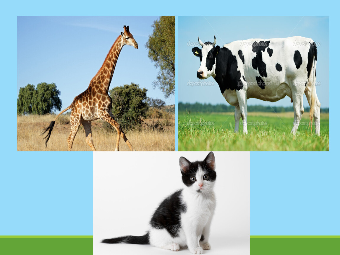 Картинки животных 1 класса