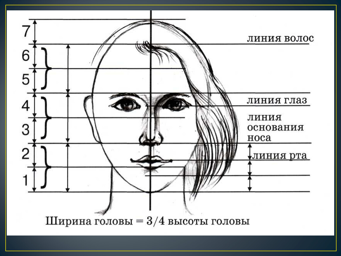 Тема лоб. Схема пропорций головы человека. Портрет основные пропорции. Пропорции человеческого лица схема. Пропорции головы человека рисунок.