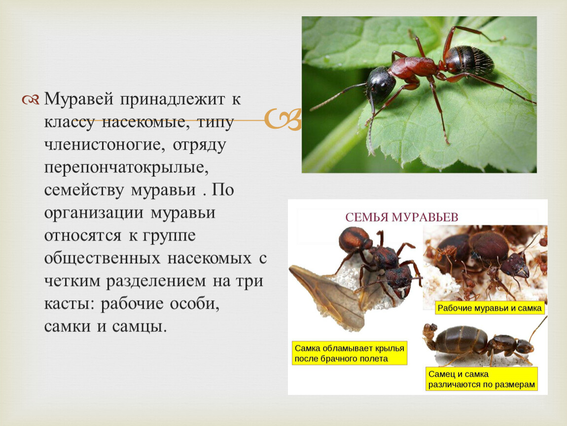 Презентация по окружающему миру на тему 