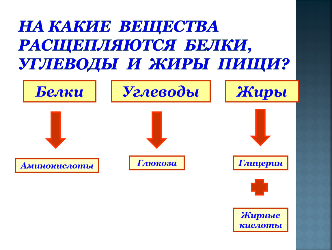 Белки пищи расщепляются в. На что расщепляются белки жиры и углеводы. На какие вещества расщепляются белки. До чего расщепляются белки жиры и углеводы. Га какие вещества расщепляются жиры.