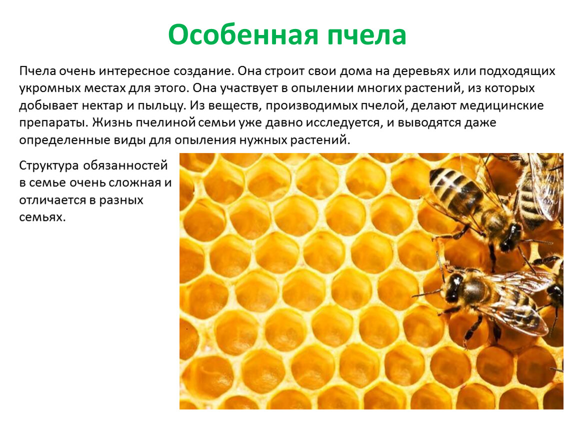 как сделать пчелу из пластилина