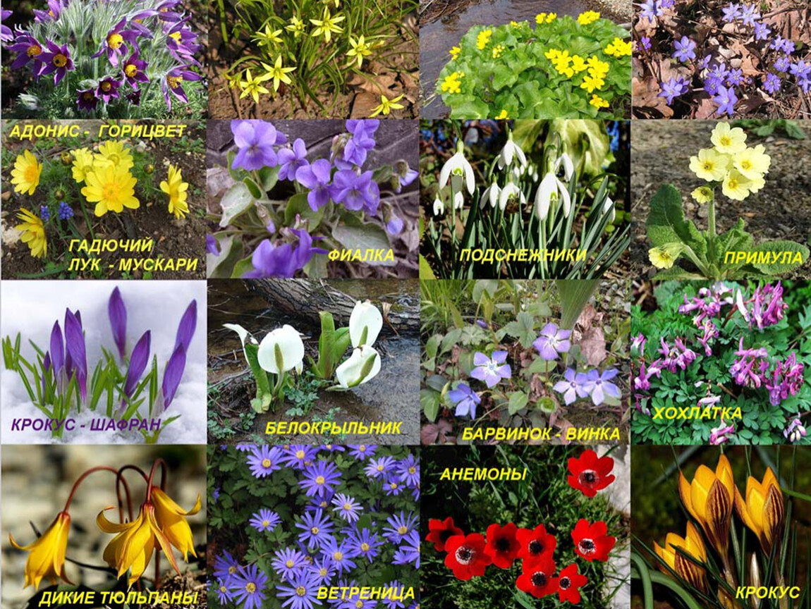 Определите несколько растений весенних цветников. Раннецветущие луковичные. Первоцветы цветы первоцветы. Садовые первоцветы луковичные. Первоцвет фиалка луковичные.