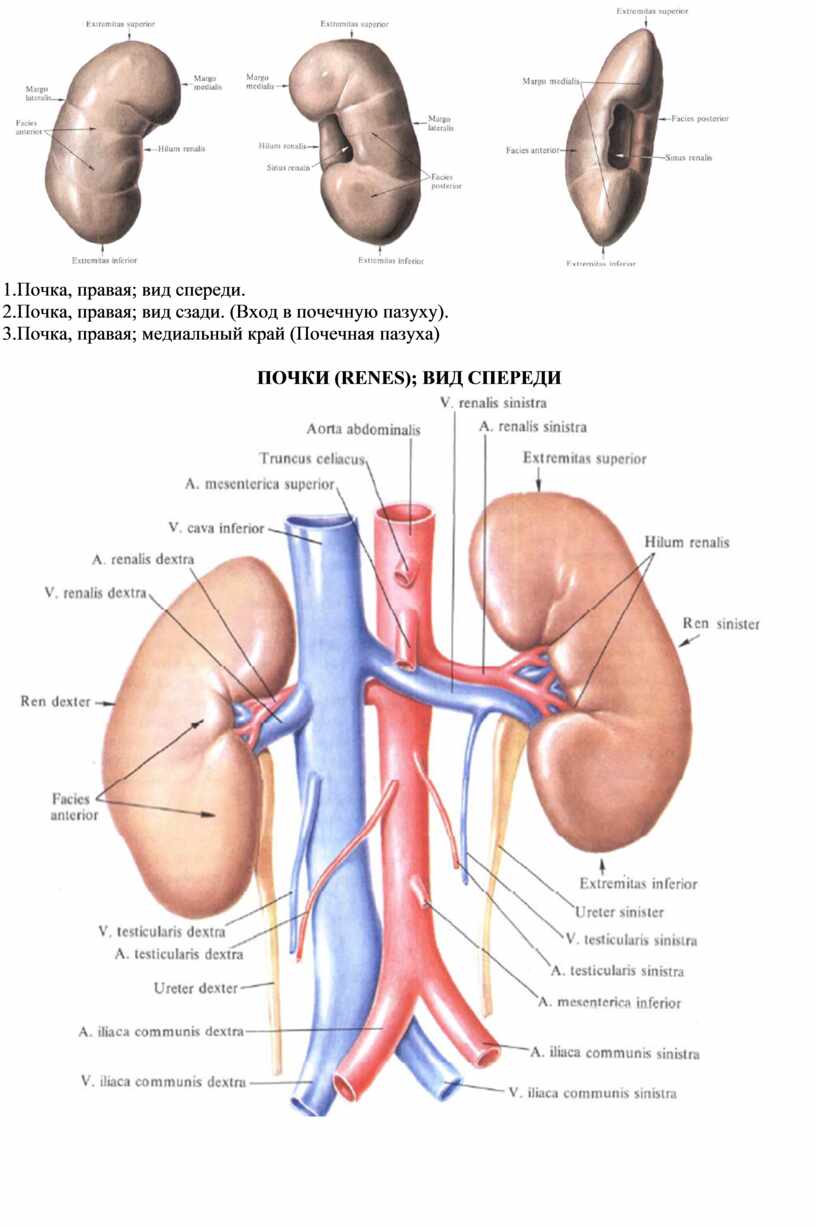 Правая почка ниже левой. Спереди правая почка соприкасается с. Правая почка вид сзади и спереди. Спереди от правой почки находятся. Расположение правой почки.