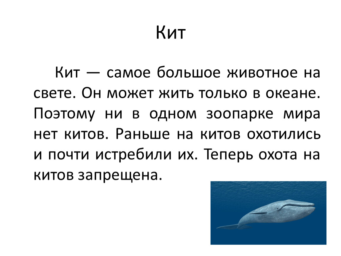 Где живет кит русский язык 1 класс. Рассказ про кита. Рассказ про китов для детей. Сообщение о ките. Доклад про кита.