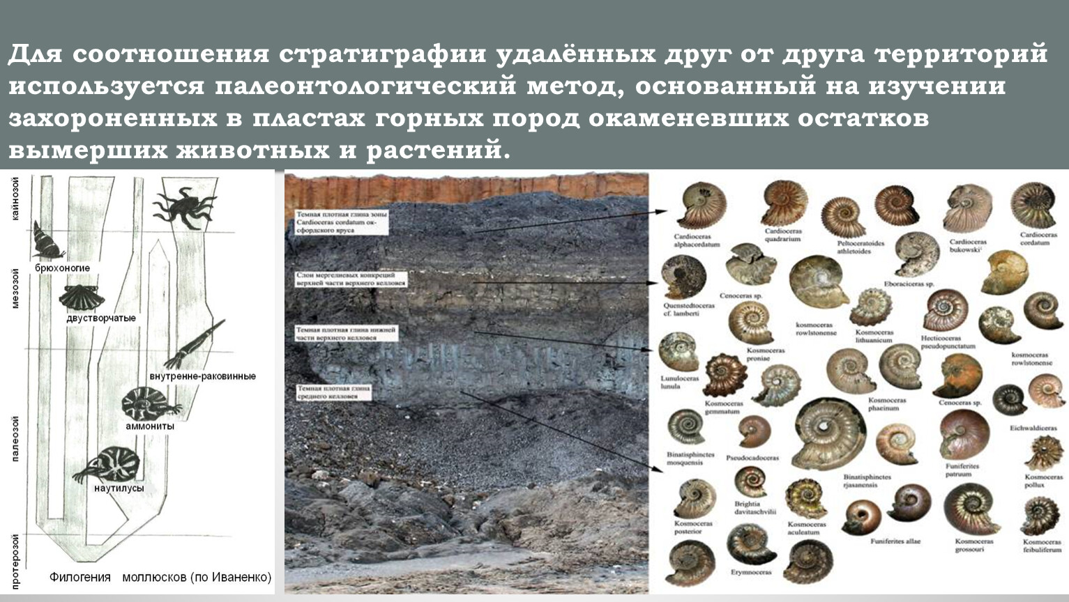 Палеонтологический метод в стратиграфии. Стратиграфия в археологии. Палеонтологический метод определения возраста горных пород. Ископаемые остатки вымерших растений.