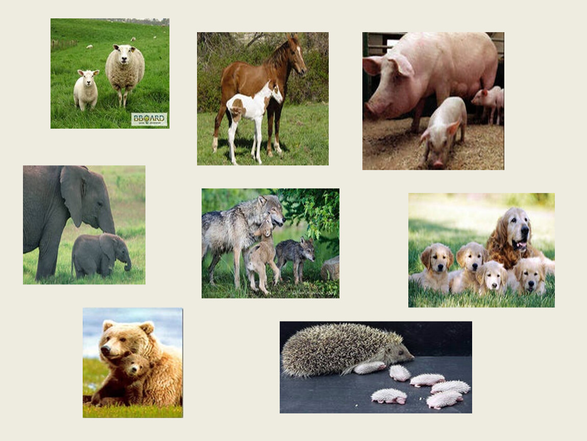 Животные для первого класса. Окружающий мир млекопитающие. Млекопитающие 1 класс. Млекопитающие животные Дикие и домашние. Звери млекопитающие 1 класс.