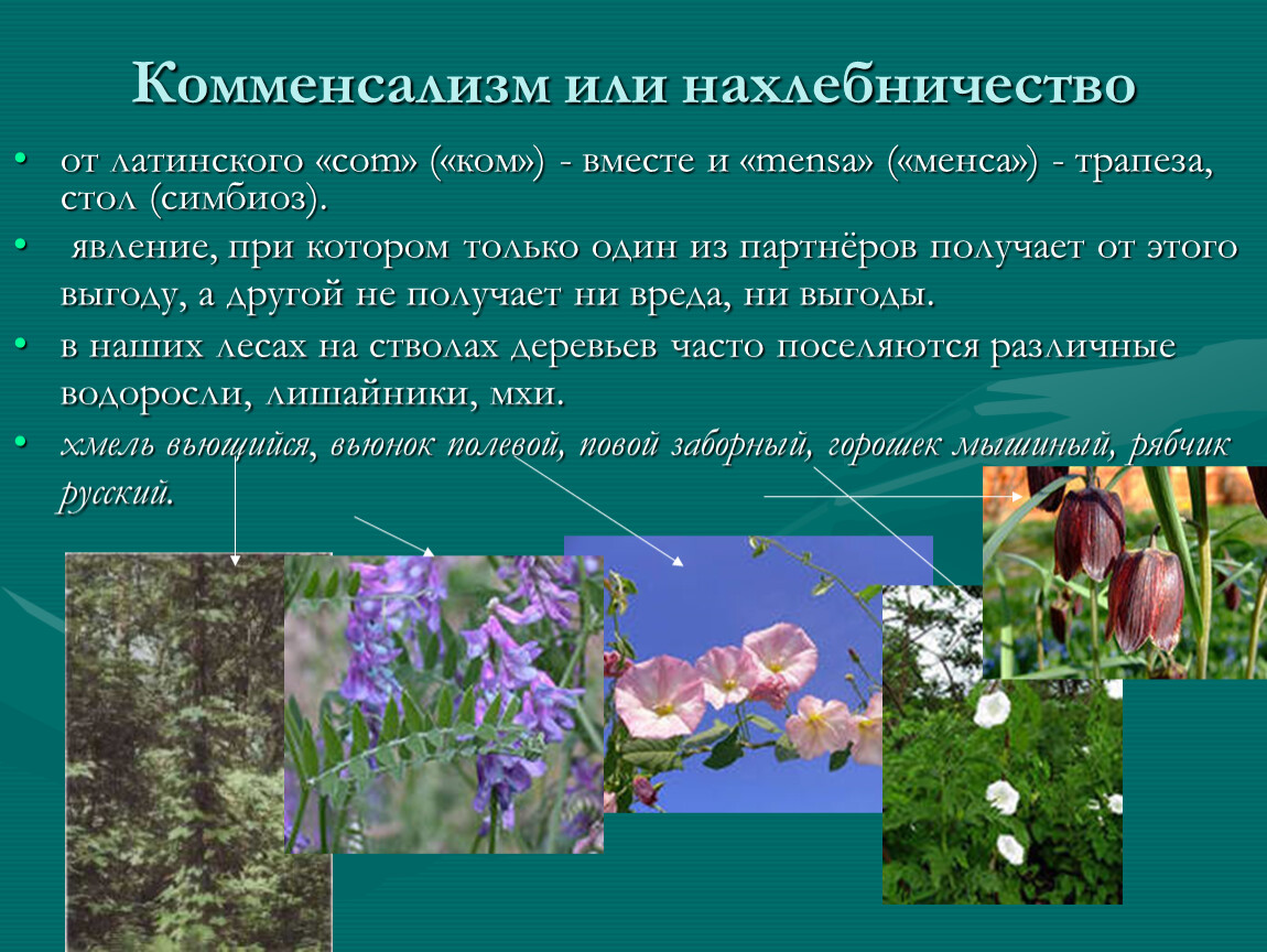 Какие растительные сообщества вы знаете биология 7. Комменсализм примеры растений. Презентация на тему растительные сообщества 7 класс. Комменсализм у растений. Комменсализм растительный мир.