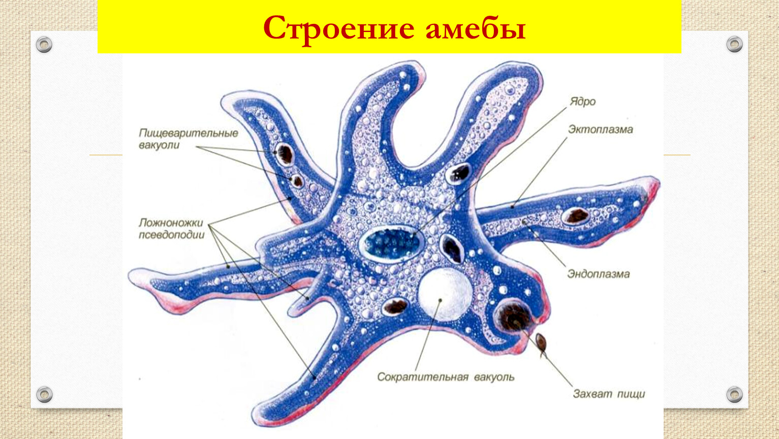 Схема строения амебы