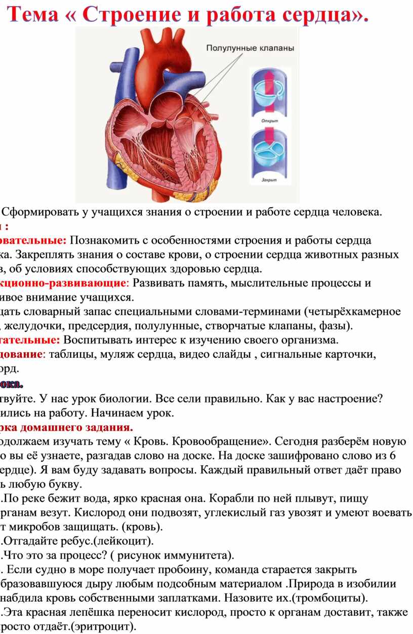 Тема « Строение и работа сердца»