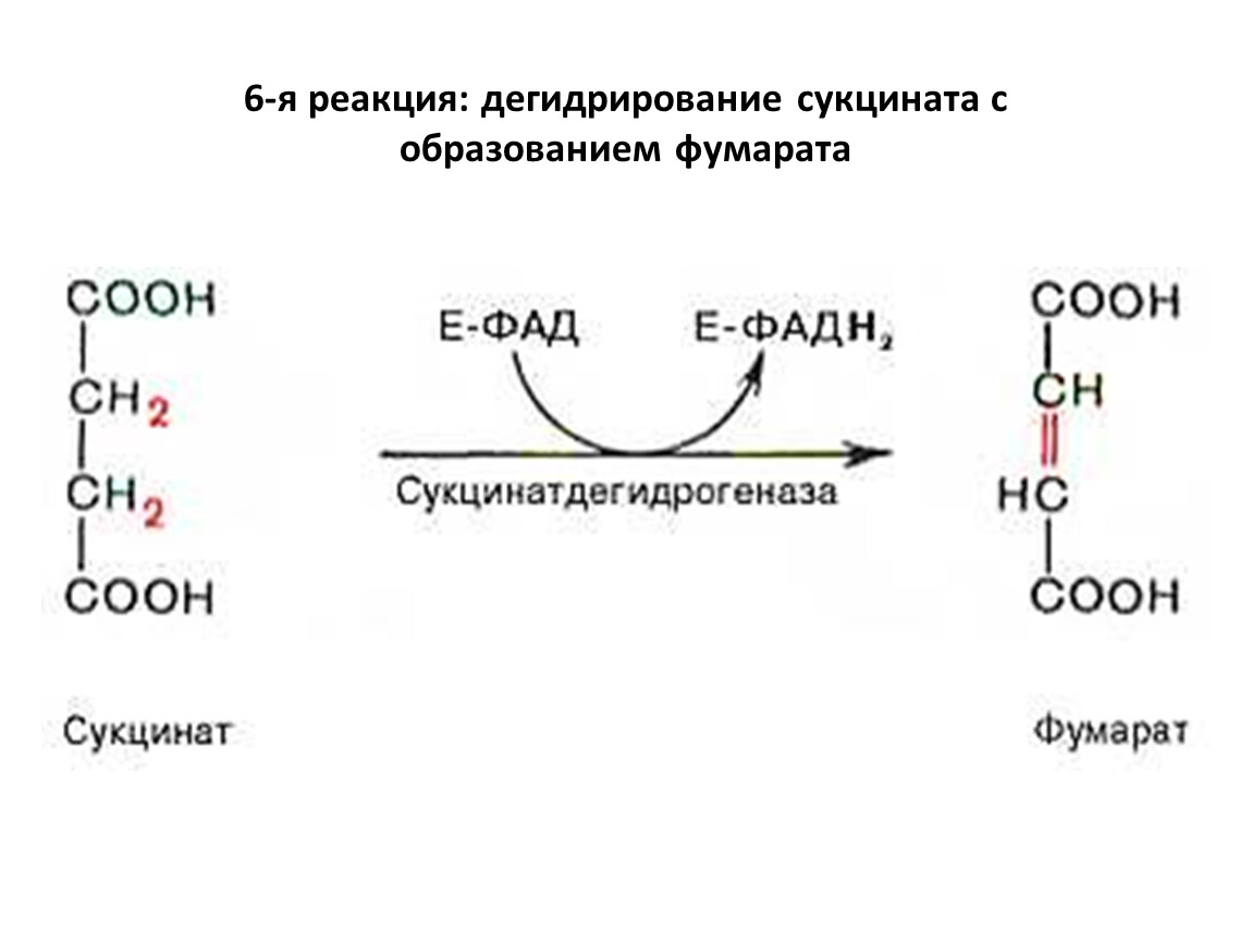 Напишите реакцию образования. Сукцинат дегидрогеназная реакция. Сукцинат фумарат реакция. Превращение сукцината в малат. Сукцинатдегидрогеназа катализируемая реакция.