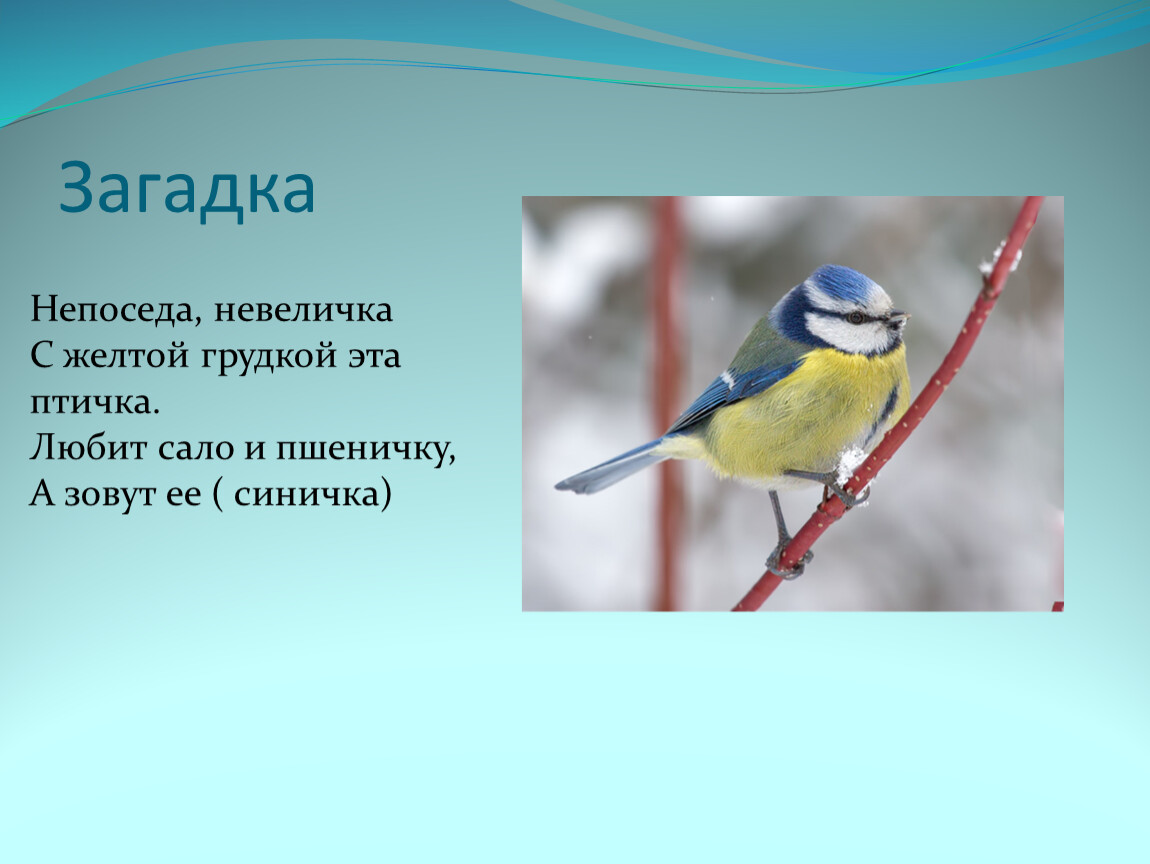 Птичка невеличка ростов. Птичка-невеличка. Зимующие птицы с желтой грудкой. Загадки Непоседа. Синичка невеличка.