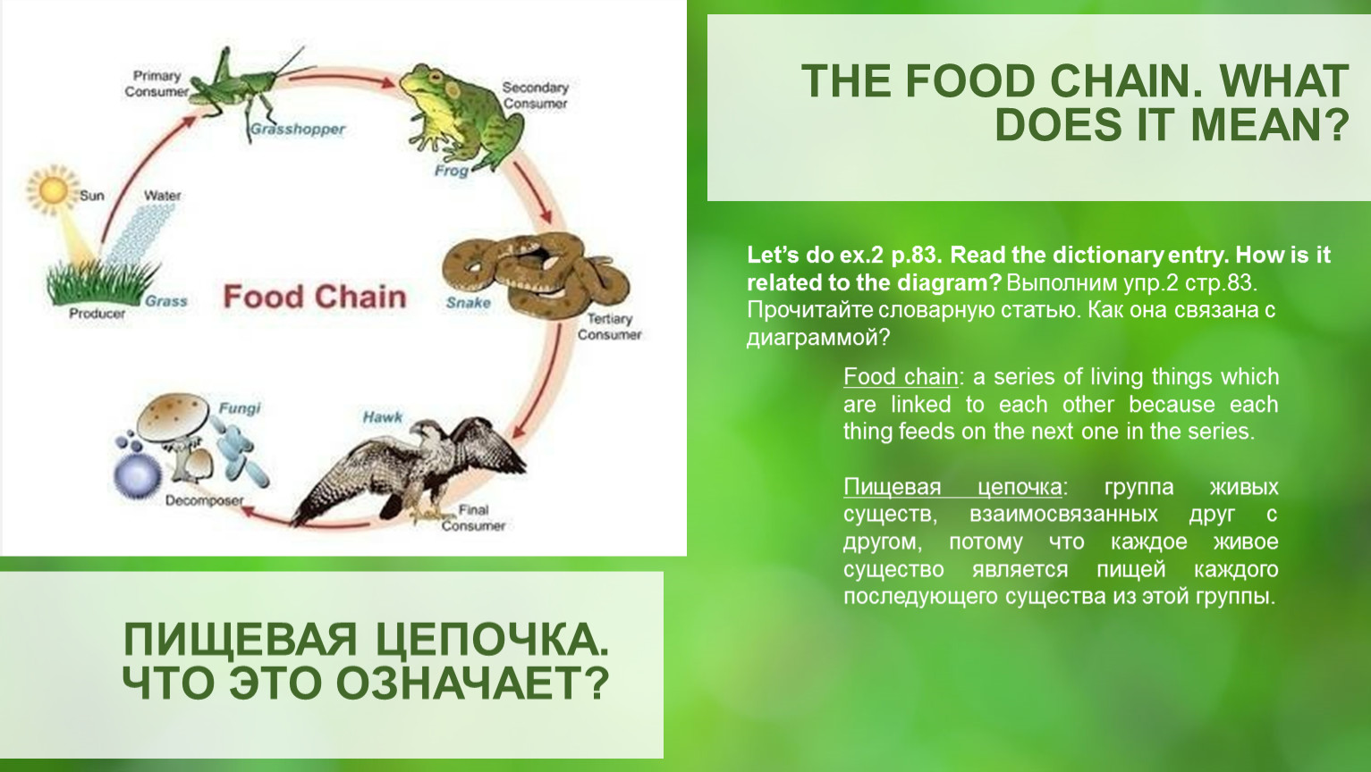 Цепь питания с бактериями. Пищевая цепочка. Пищевая цепочка мышь. Цепочка the food Chain. Пищевая цепочка в природе.