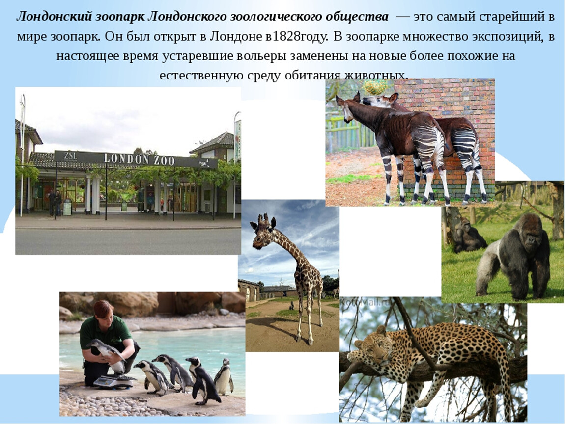 Сочинение о посещении зоопарка