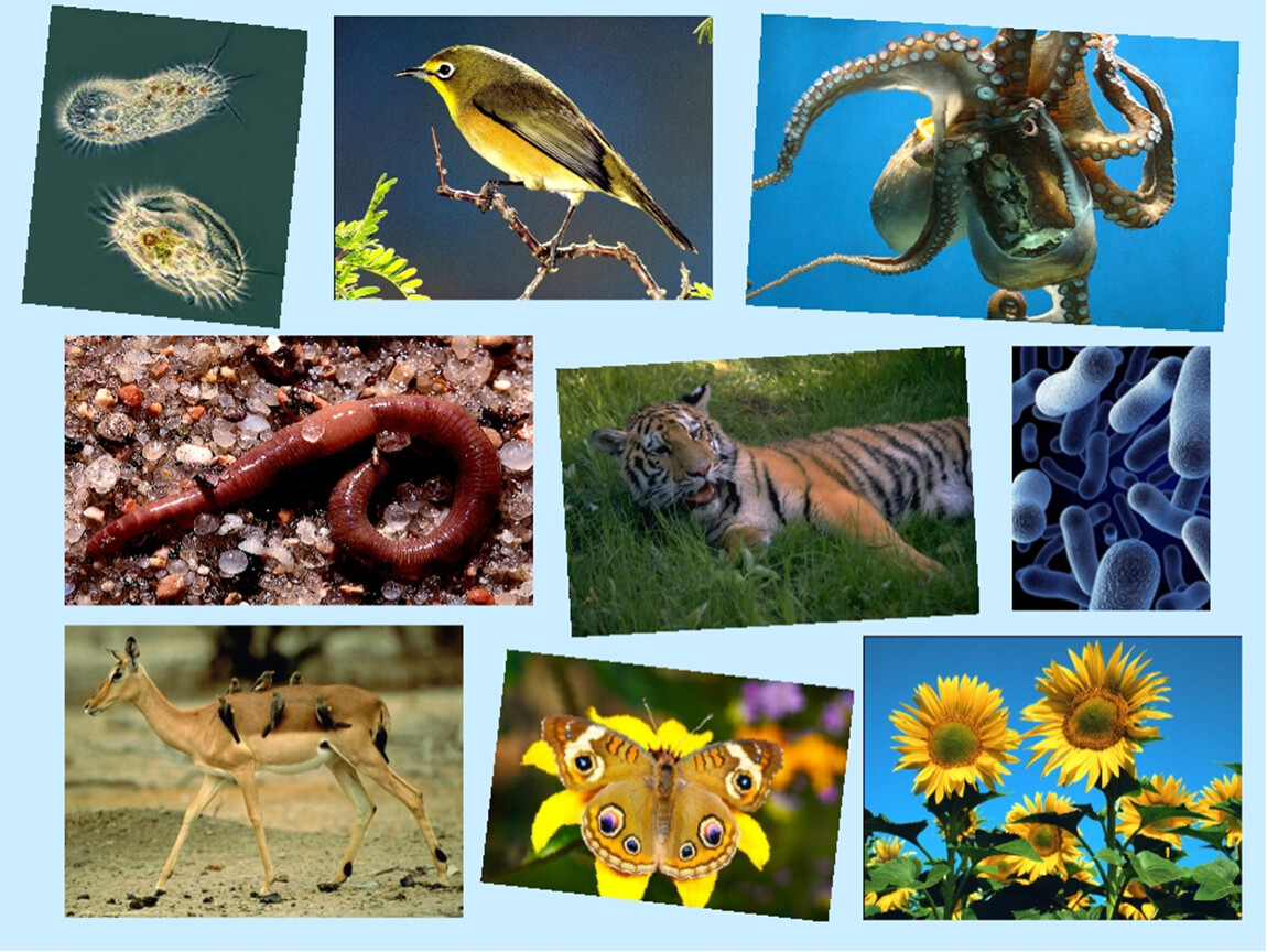 Вид живого. Живые организмы. Живые существа. Обитатели живой природы. Многообразие живой природы.