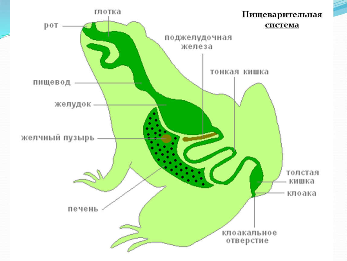 Рот пищевод кишечник. Дыхательная и пищеварительная система лягушки. Система пищеварения лягушки. Пищеварение лягушки схема. Пищеварительная система у лягушки клоака.