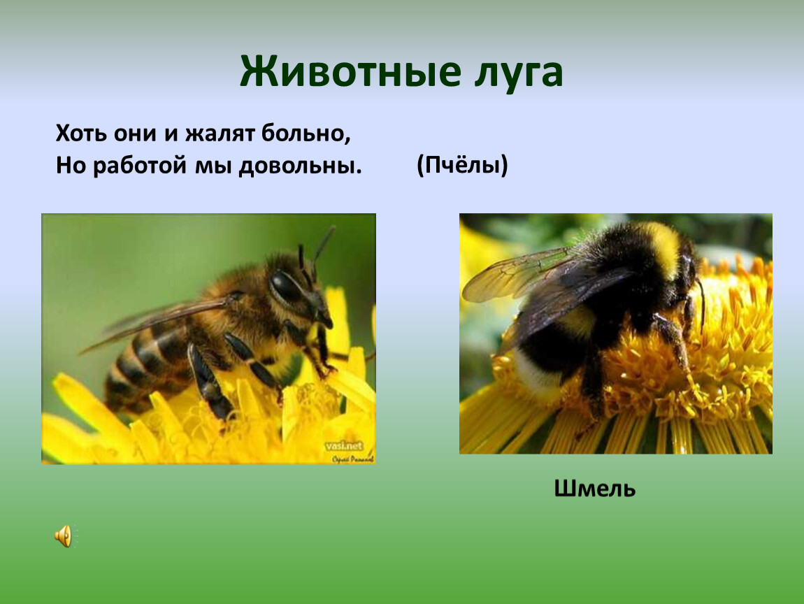 Шмель информация 2 класс окружающий. Шмель окружающий мир. Пчела обитатель Луга. Шмель презентация. Шмель и пчела.
