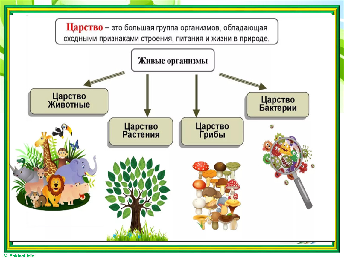 Наука изучающая классификацию организмов. Царство животных царство растений царство грибов царство бактерий. 5 Царств живой природы в биологии. Царство животных растений грибов бактерий. Царство животных растений грибов и бактерий 3 класс.