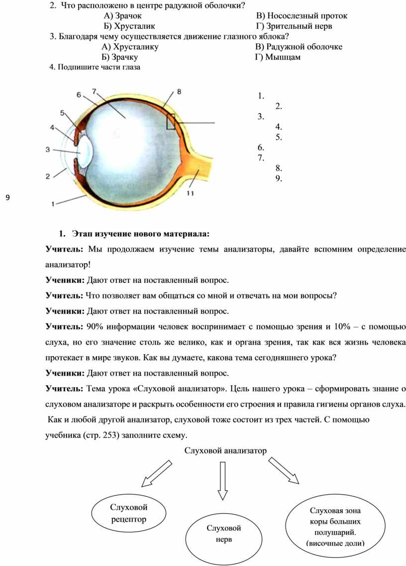 Конспект урока по биологии. 8 класс. Слуховой анализатор