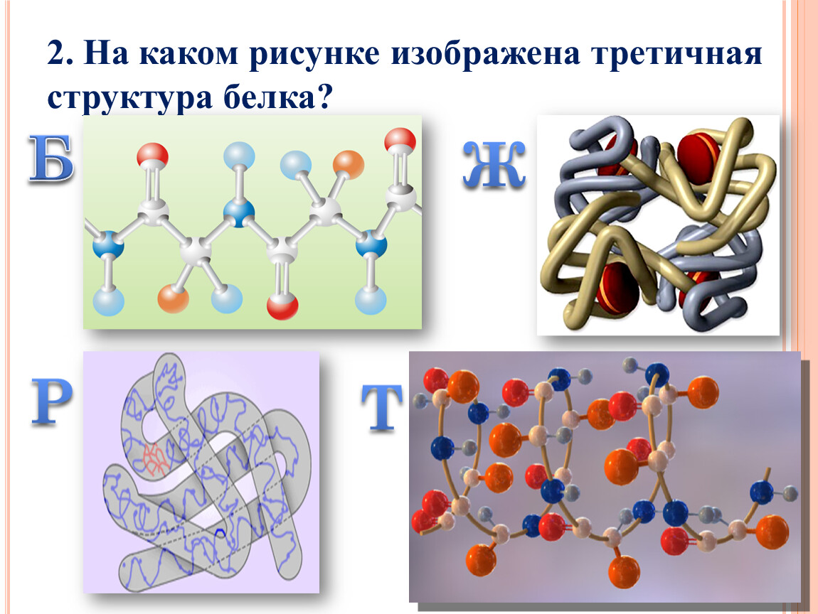 Отметь рисунок на котором представлена третичная структура белка