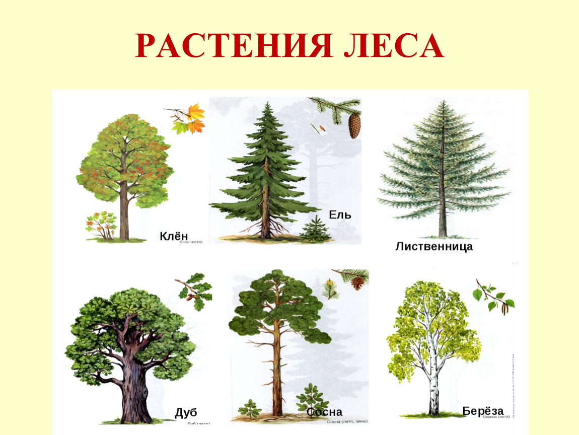 B деревья примеры