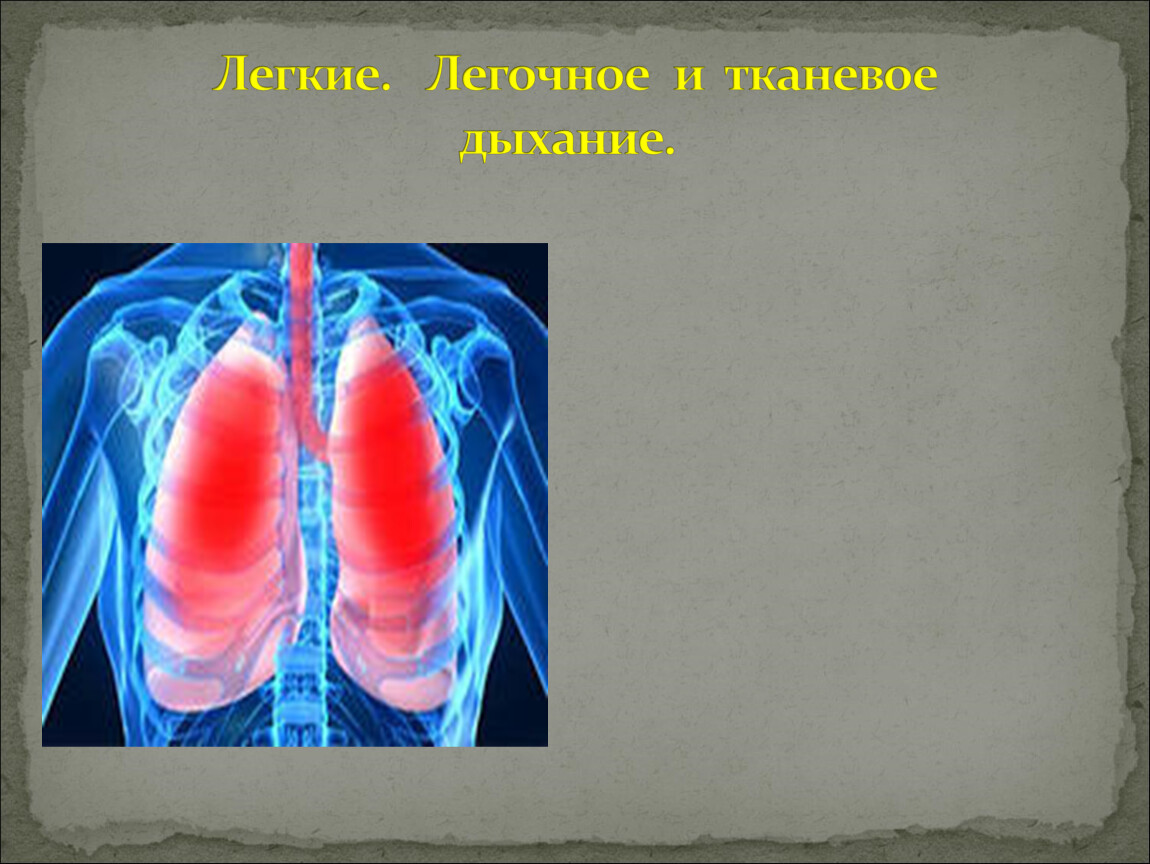 Пятипалая конечность легочного дыхания. Легкие легочное и тканевое дыхание. Что такое лёгочное дыхание и тканевое дыхание. Легочное дыхание презентация. Легкие легочное и тканевое дыхание кратко.