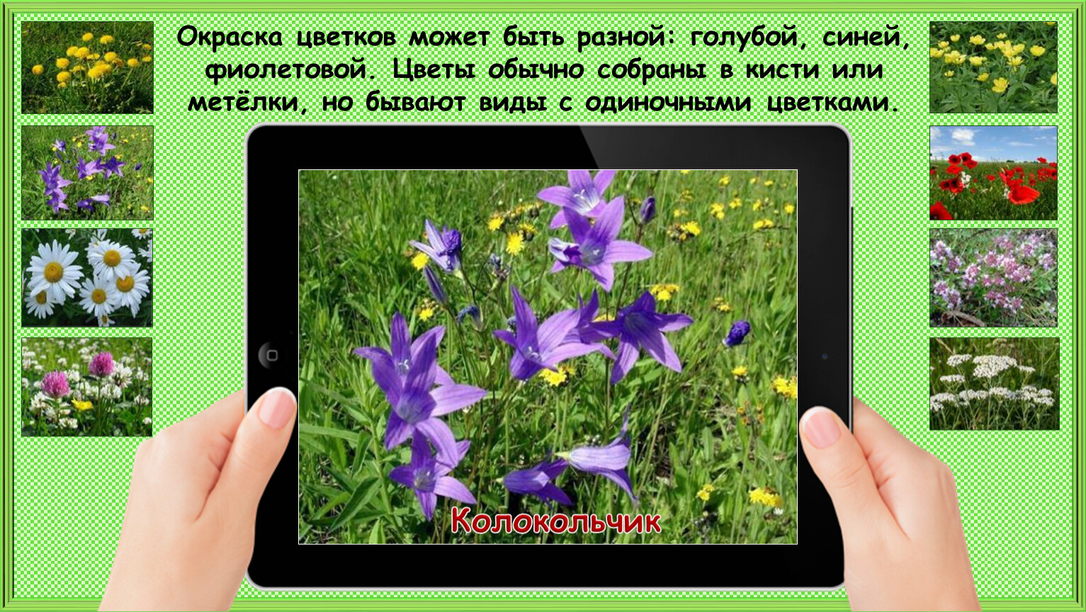 Презентация 1 класс почему не будем рвать цветы и ловить бабочек 1 класс