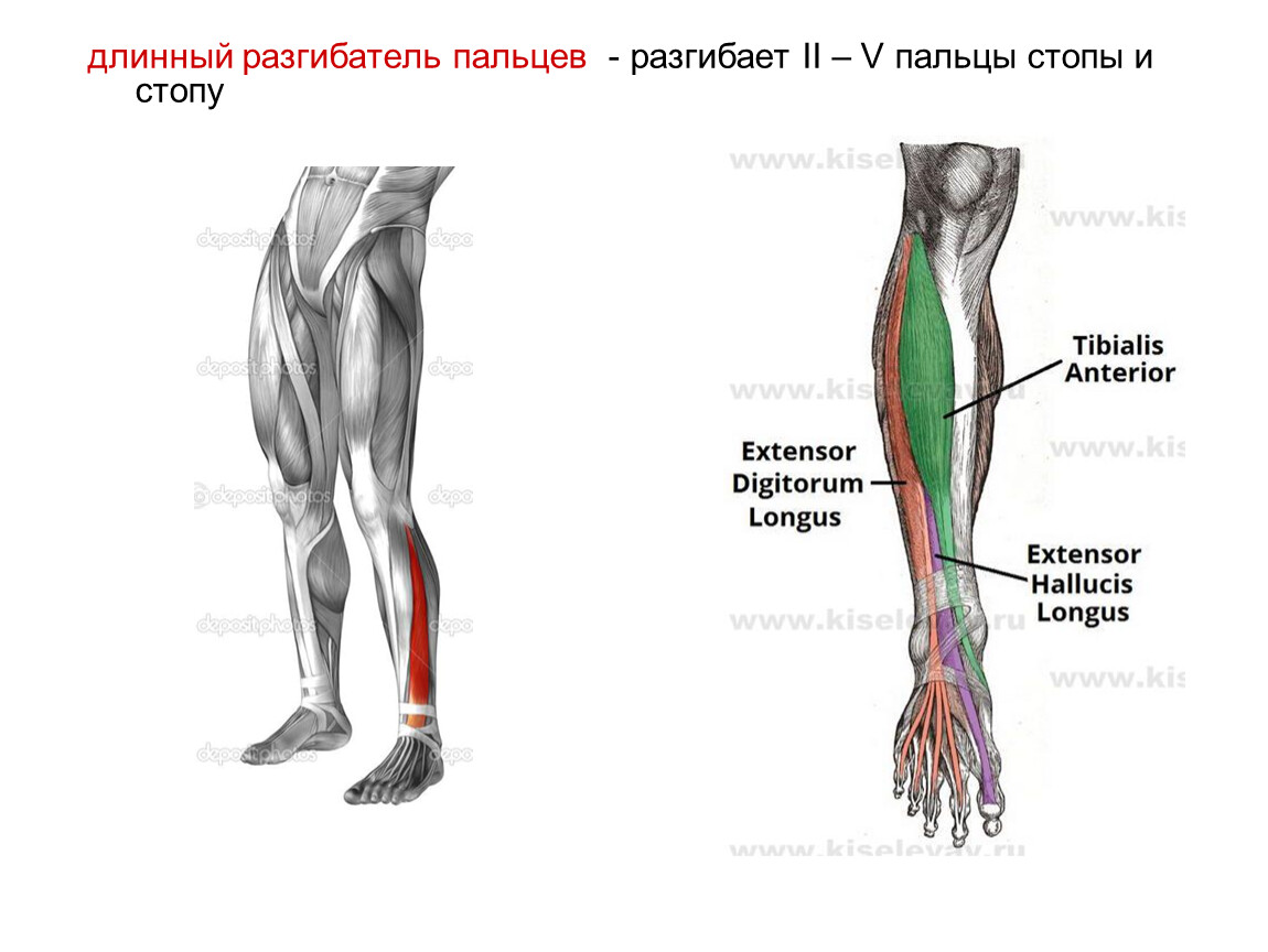 Разгибатель голени. Мышцы голени длинный разгибатель большого пальца. Длинный разгибатель пальцев голени. Длинный разгибатель пальцев стопы анатомия. Длинный разгибатель пальцев мышца голени.