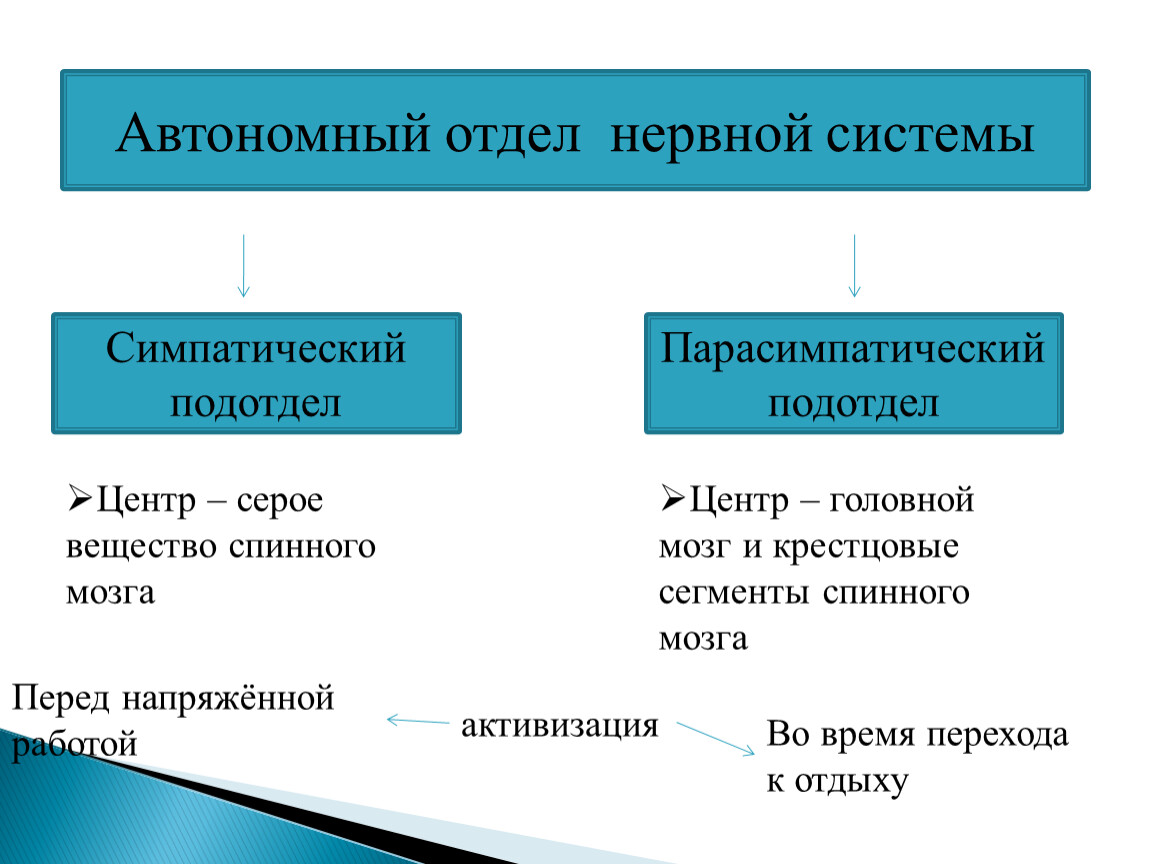 Автономный отдел нервной системы презентация 8 класс