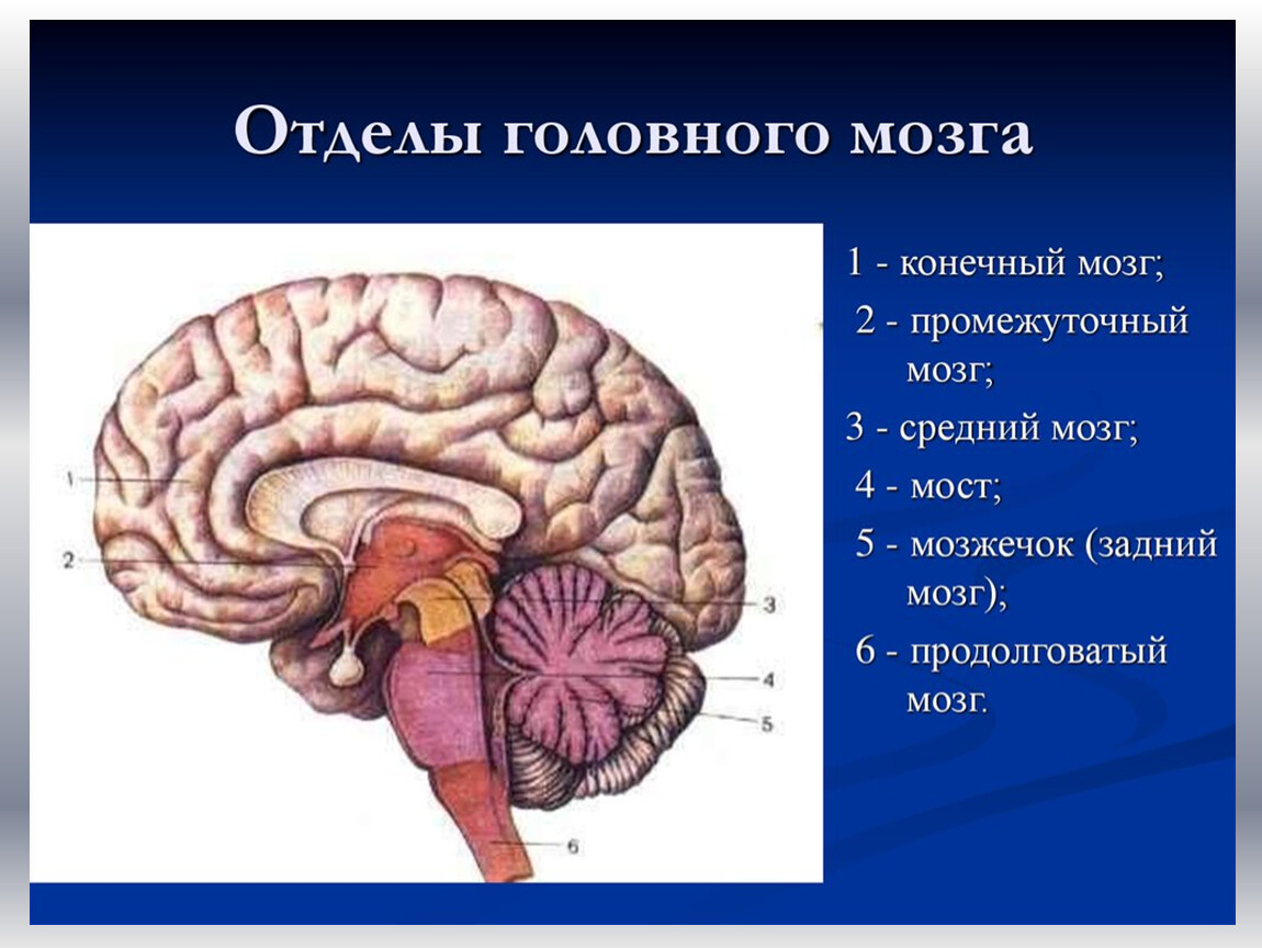 Высшим отделом мозга является. Перечислите отделы головного мозга. Структуры образующие пять отделов головного мозга анатомия. Головной мозг состоит из 5 отделов. Перечислите 6 отделов головного мозга.