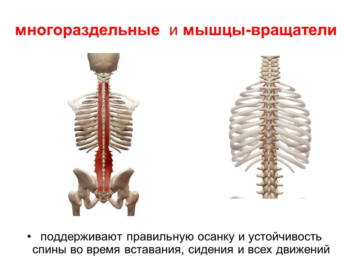 Позвоночные мышцы. Многораздельные и мышцы вращатели. Мышцы вращатели позвоночника. Многораздельные мышцы спины анатомия. Мышцы вращатели ротаторы.