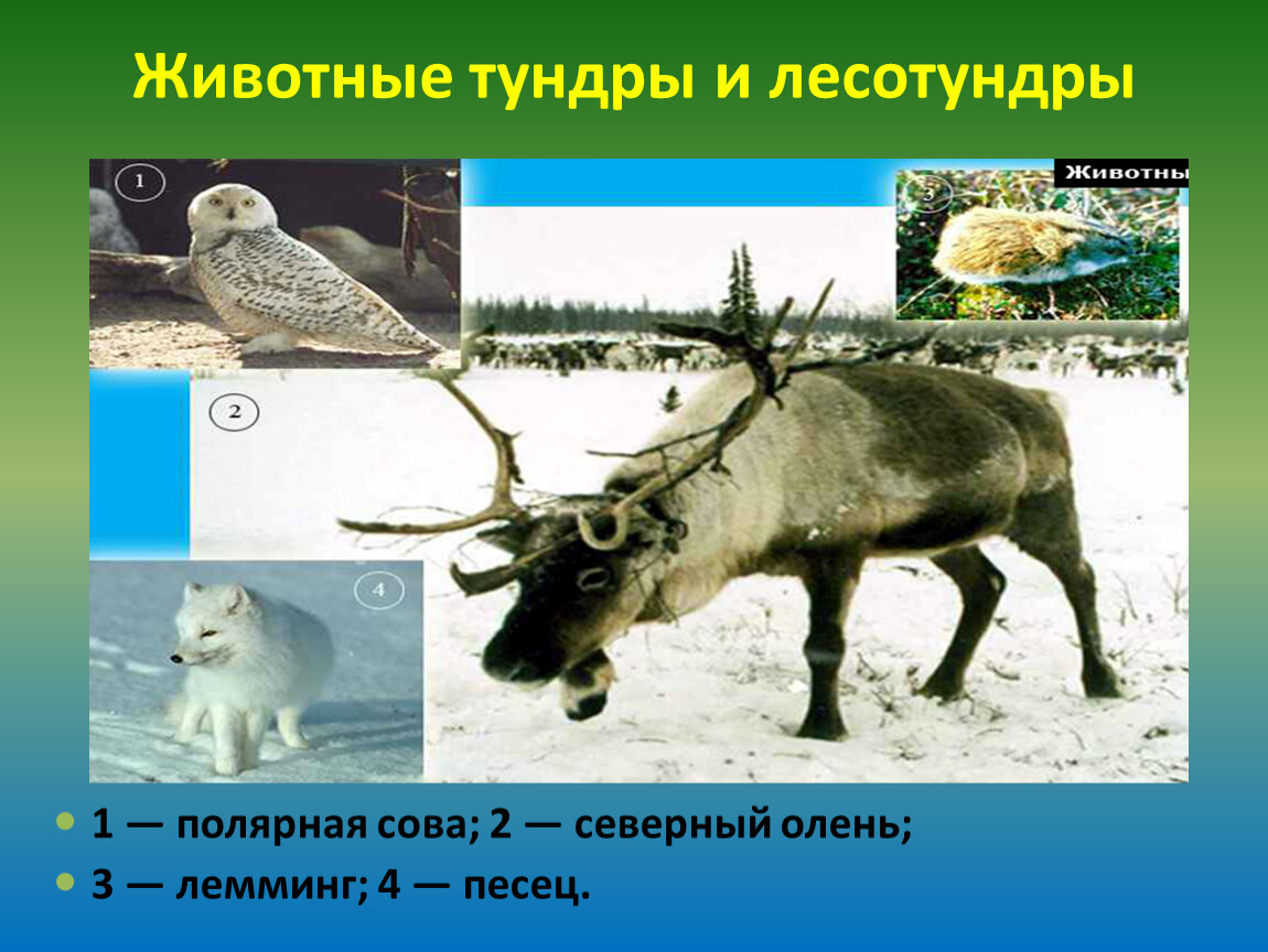 Животные тундры и лесотундры и тайги. Обитатели тундры. Животный мир тундры. Животнынитундры и лесотундры. Животный мир тундры и лесотундры в России.