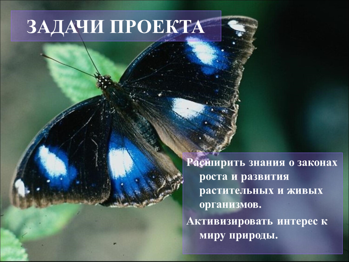 Черно синяя бабочка. Бабочка с синими пятнами. Бабочка синяя с черным. Голубая бабочка с пятнами. Черная бабочка с голубыми пятнами.