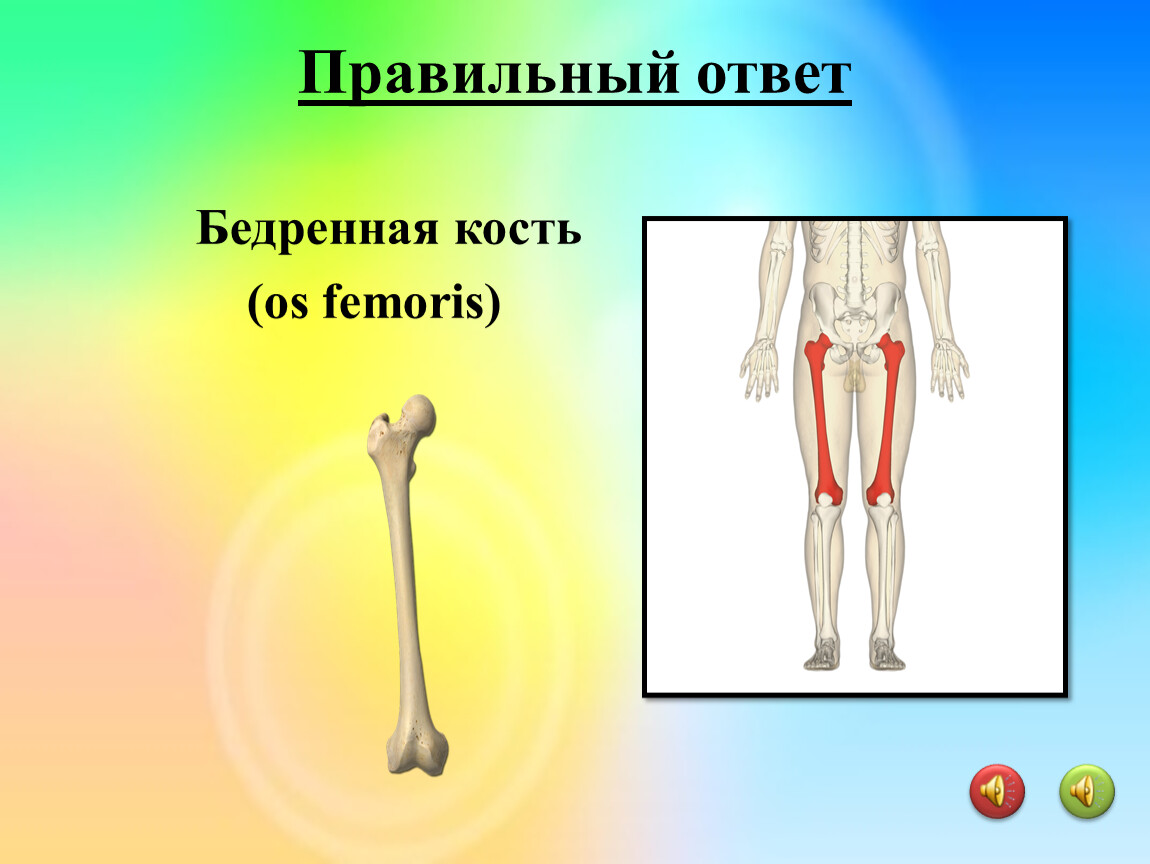 Bones osu