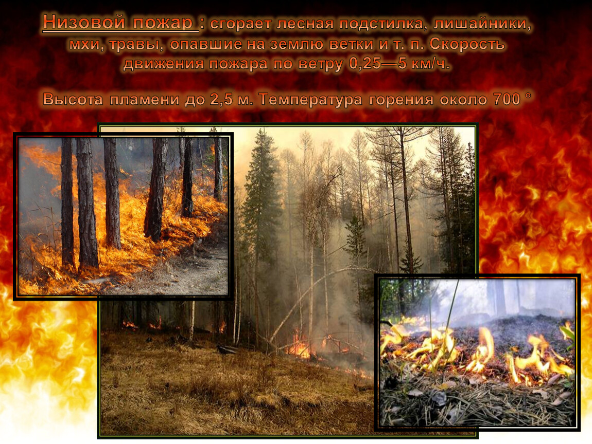 Природные пожары кратко. Лесные пожары ОБЖ. Лесные пожары презентация. Презентация на тему пожар в лесу. Типы пожаров в лесу.