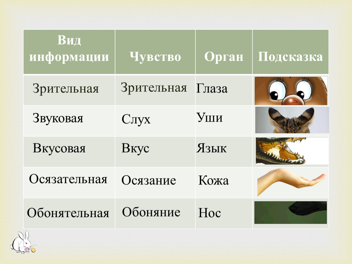 Чувства информации. Вид информации чувство орган. Вид информации Зрительная чувство и орган. Виды информации чувства и органы чувств. Вид информации звуковая чувство и орган.