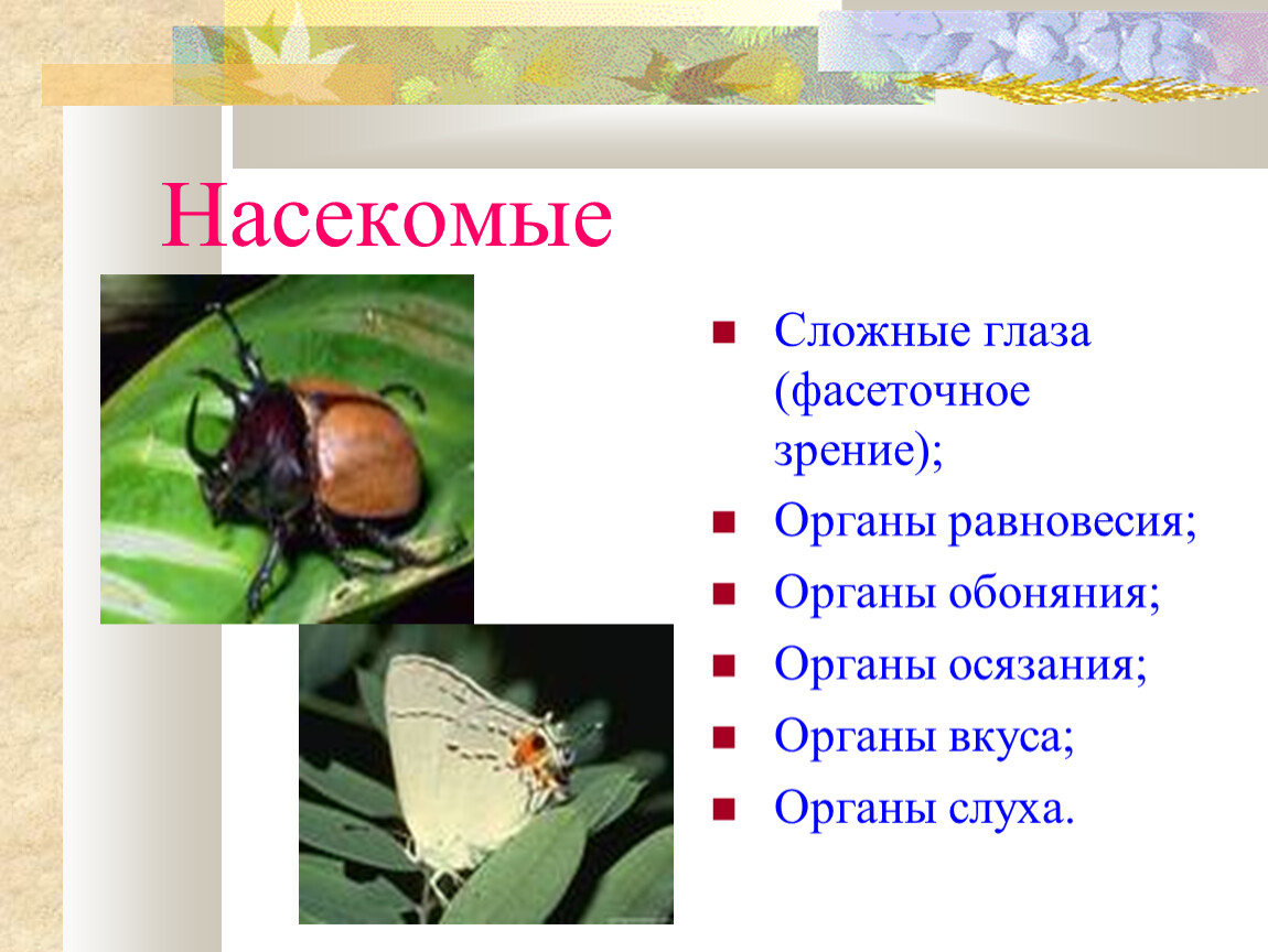 Органы зрения у насекомых. Органы чувств насекомых. Органы осязания у насекомых. Органы обоняния у насекомых. Класс насекомые органы чувств.