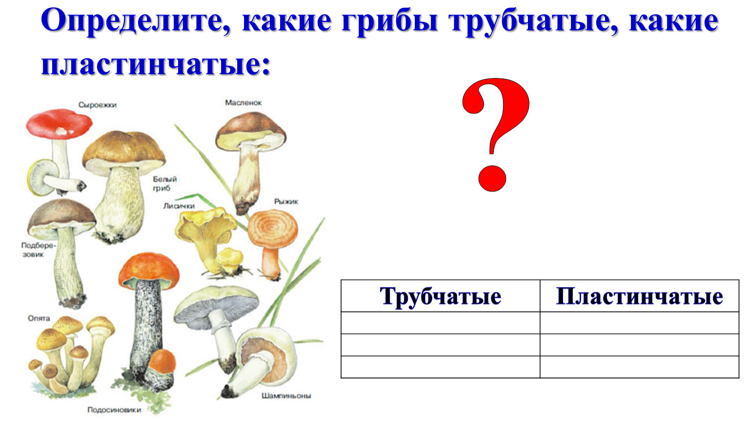 Пластинчатые грибы примеры. Трубчатые грибы. Масленок трубчатый или пластинчатый гриб. Трубчатые и пластинчатые грибы примеры.