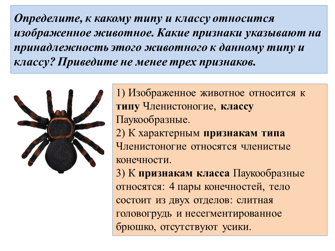 Выбери признаки паукообразных. К какому типу и классу относится паук. К какому типу относится изображённое животное?. К какому типу относятся паукообразные. К какому типу относится паук.