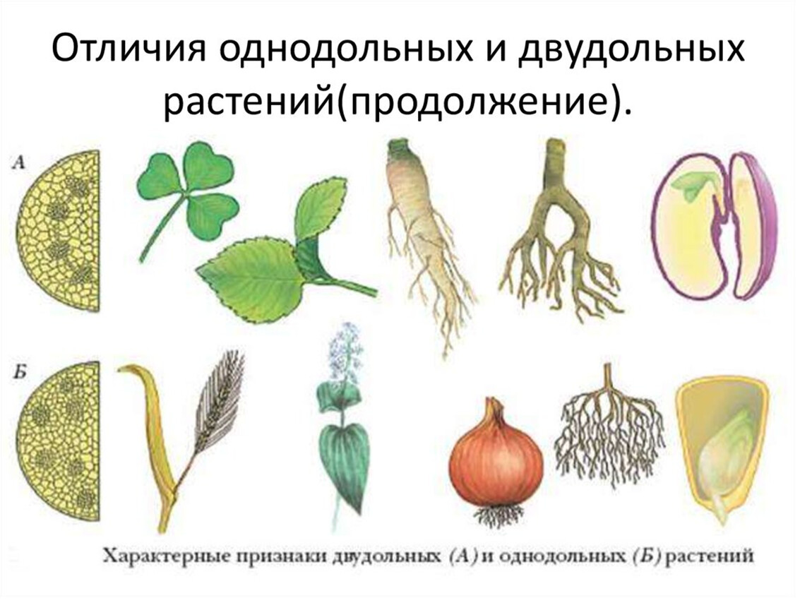 Плод отдела покрытосеменных. Однодольныее двыудольные растеня. Однодольные и двудольные растения. Покрытосеменные растения класс двудольные. Семейства двудольных растений и однодольных растений.