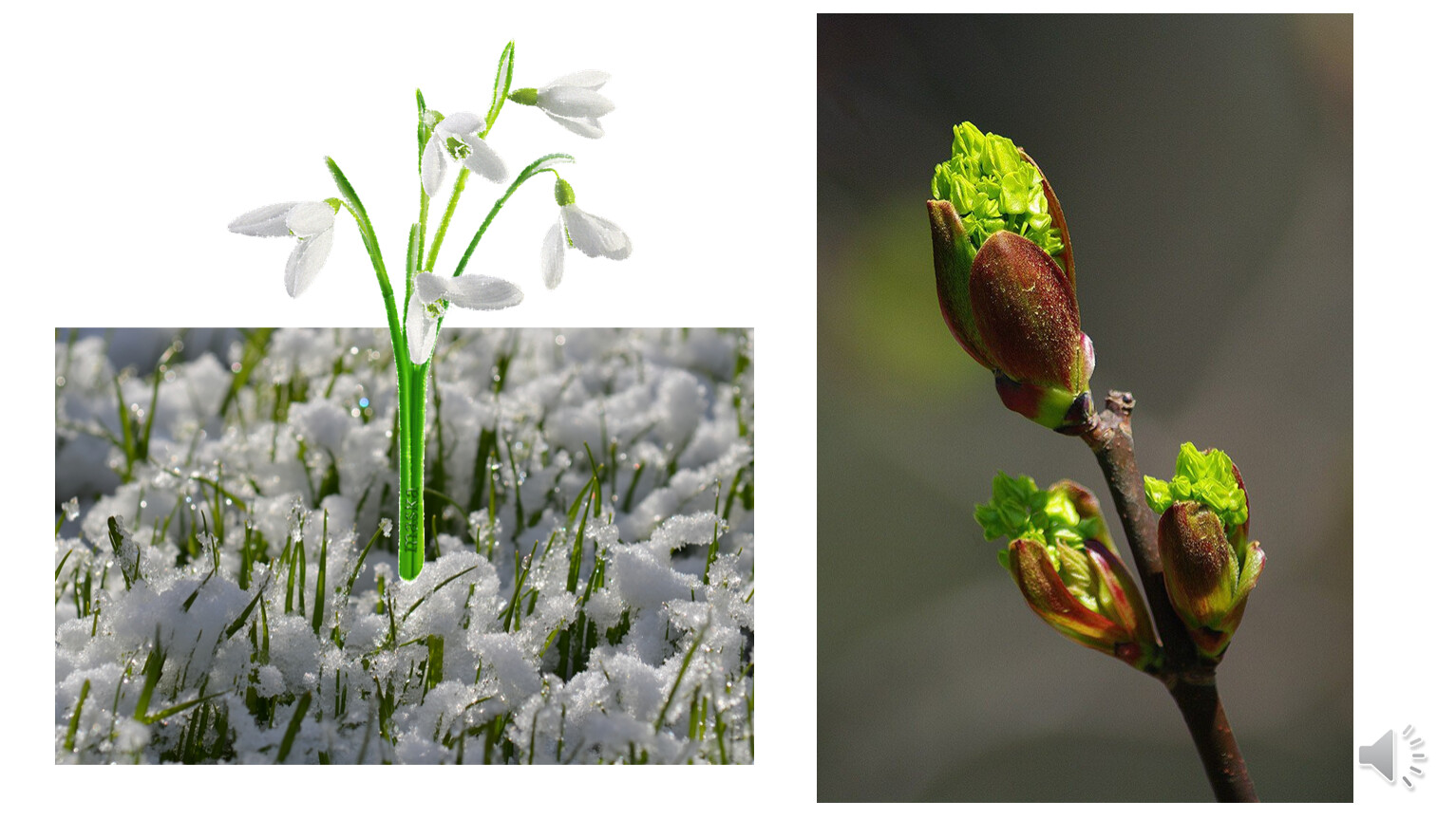 Какие происходят изменения в жизни растений весной. Растения и животные весной.