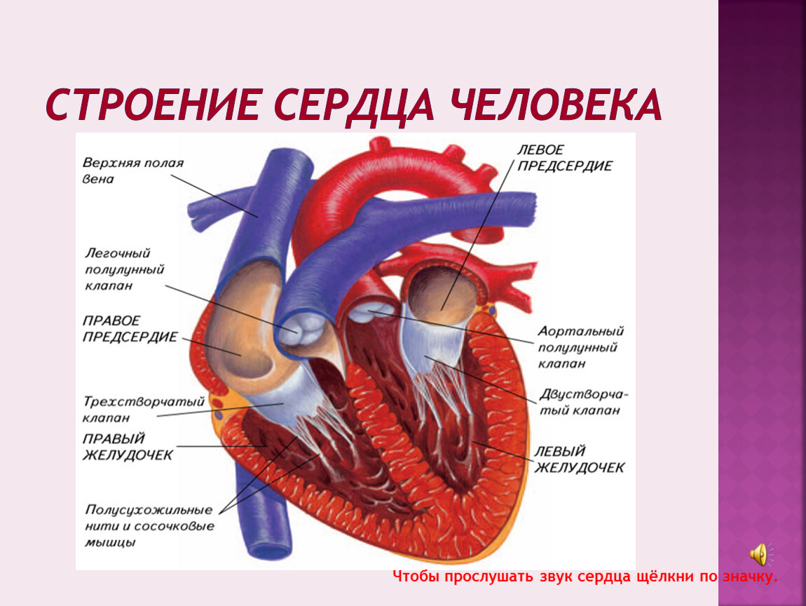 Какие есть сердце. Функции сердца анатомия. Внутреннее строение сердца таблица. Строение сердца таблица анатомия. Сердце строение и функции.