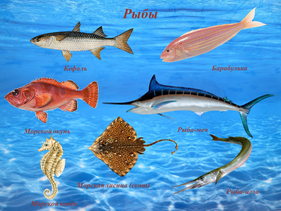 Все рыбы черного моря названия