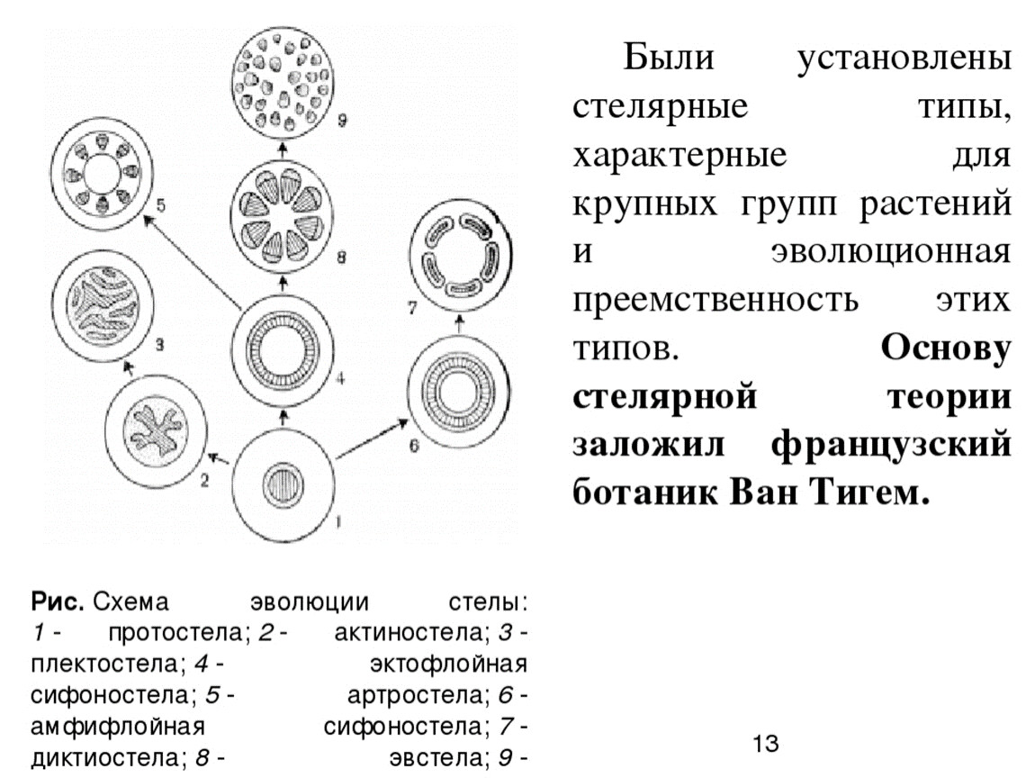 Типы стеллы. Основные типы стелы высших растений. Типы стел у растений. Стелярная теория и Стеллы. Типы стел ботаника.