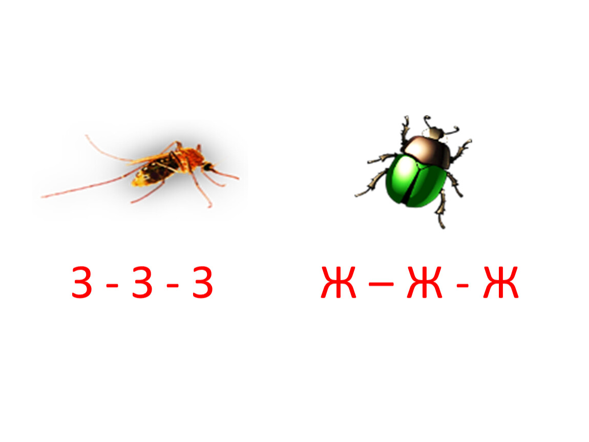 З з ленели. З-Ж дифференциация Жук комар. Аскофиллум ЗЗЭ ззз з з з ЗЗ З ЗЗ З З ззз з з. Звуки з и ж дифференциация задания Жук и комар. Звуки пчёл з-з=з или ж-ж- ж.