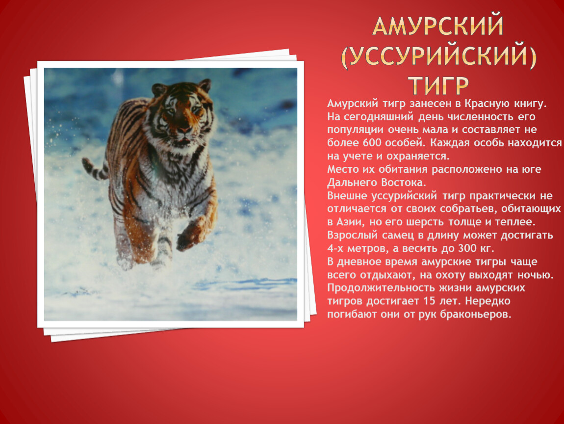 Животные занесенные в красную книгу россии с фото