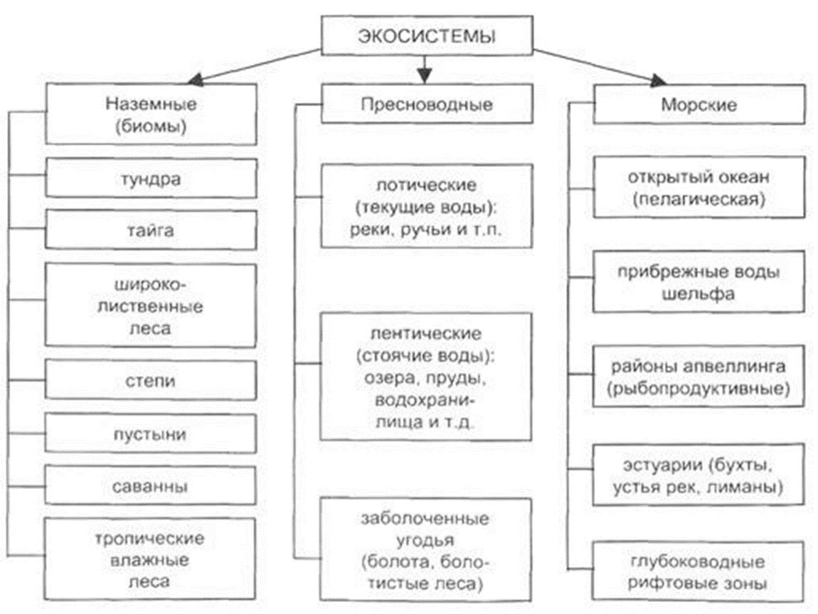 Природные экосистемы 11 класс. Схема классификации биомов. Составьте схему классификация биомов. Составить схему типы экосистем. Классификация экосистем схема с примерами.
