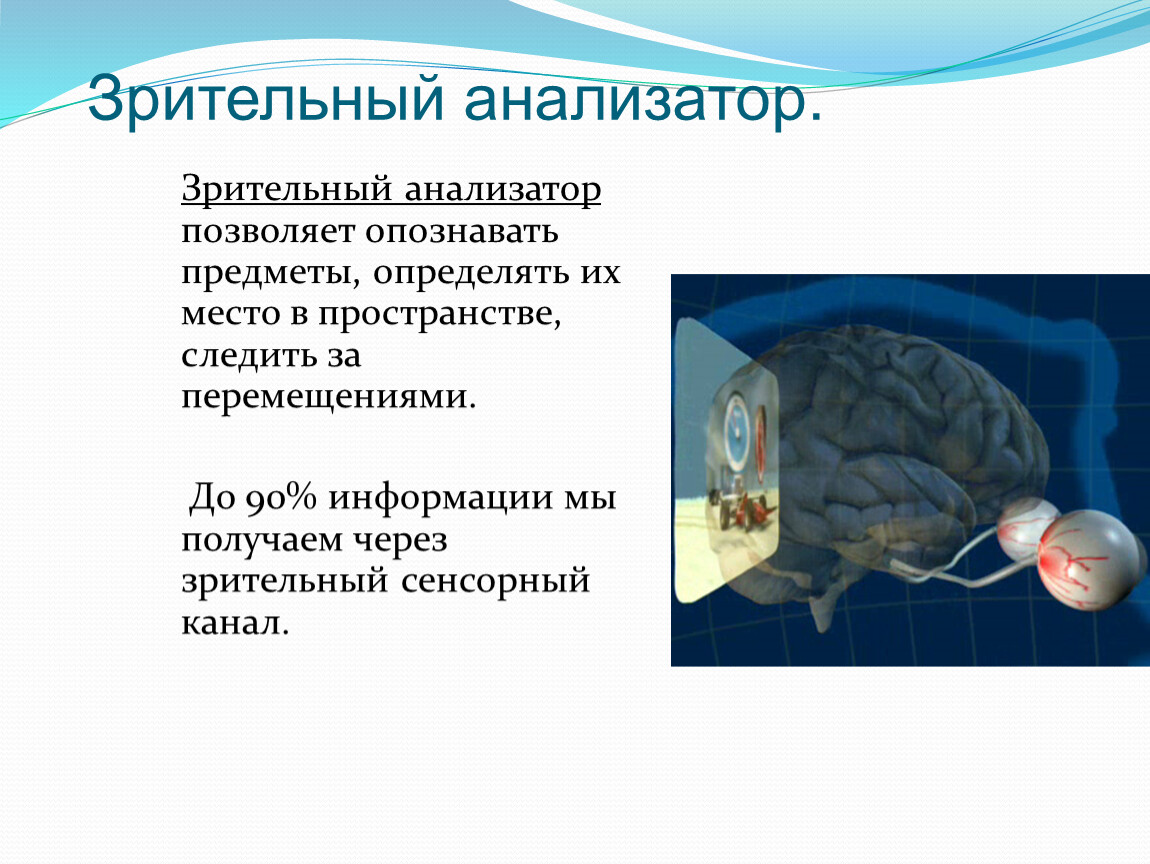 Развитие зрительного анализатора. Анализаторы пространства. ОЛС зрительный анализатор. Интересные факты о зрительном анализаторе.